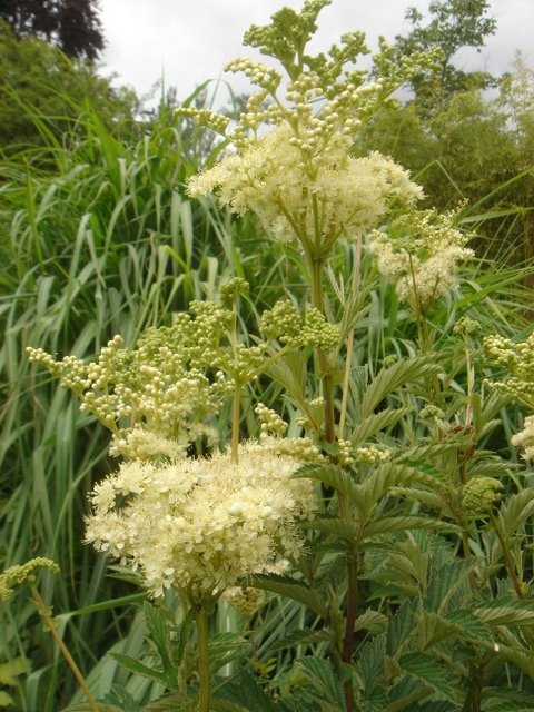 Filipendula ulmaria (2)